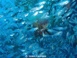 glass fish m 1030 sw by Iason Lambos 